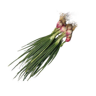 Fresh Spring Onion